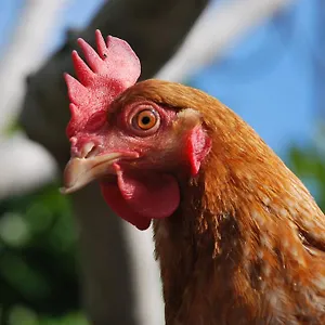 Frühstückspension La Tinassara